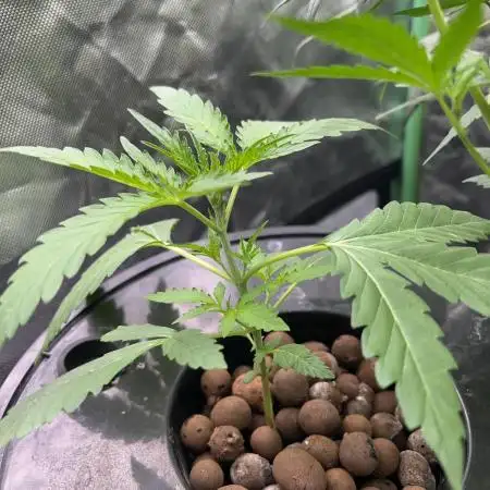 Lemon cherry gelato