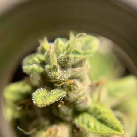 First grow 