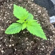 Frosteez Farmz Slurpeez Auto