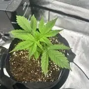 Frosteez Farmz Slurpeez Auto