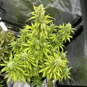 Frosteez Farmz Slurpeez Auto