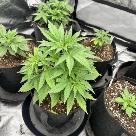 Frosteez Farmz Slurpeez Auto