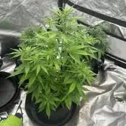 Frosteez Farmz Slurpeez Auto