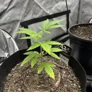 Lemon Mandarin- 42 fast buds