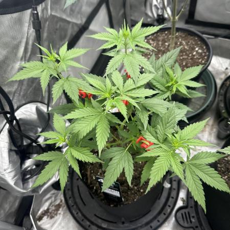 Lemon Mandarin- 42 fast buds