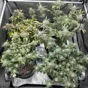 Blimburn- PBB/ Candy Candy-Cookies