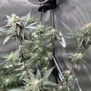Exotic Sol