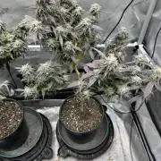 Ebb and Flow- Frozen J’s