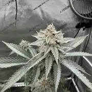 Exotic Sol