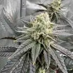 Biscotti x Gelato & Motorbreath