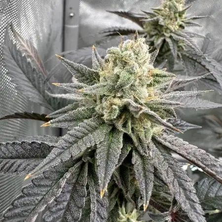 Biscotti x Gelato & Motorbreath