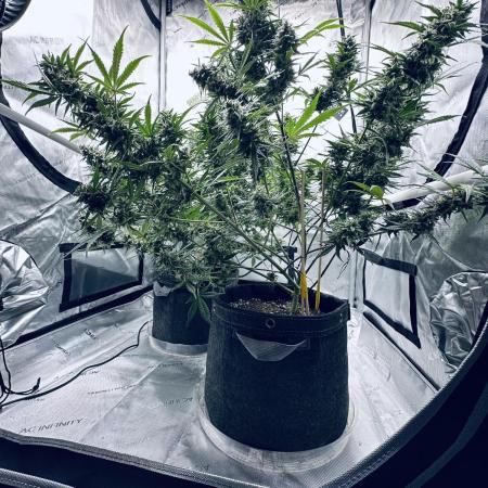 Mephisto - Double Grape & Grape Walker Kush