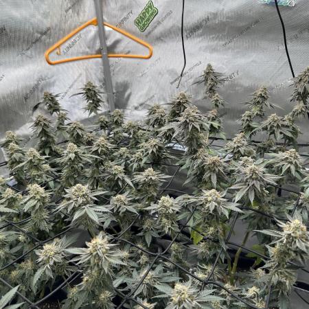 Pablo’s and MBR x GP