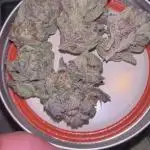 Biscotti x Gelato & Motorbreath