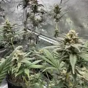 Biscotti x Gelato & Motorbreath