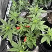 Lemon Mandarin- 42 fast buds