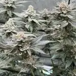 SolFire or no Fire