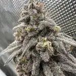 Pablo’s and MBR x GP