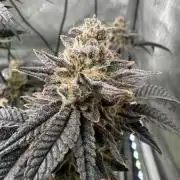 Biscotti x Gelato & Motorbreath