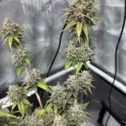Lemon Mandarin- 42 fast buds