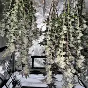 Exotic Sol