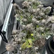 Ebb and Flow- Frozen J’s