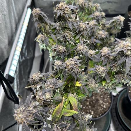 Ebb and Flow- Frozen J’s