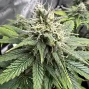 Lemon Mandarin- 42 fast buds
