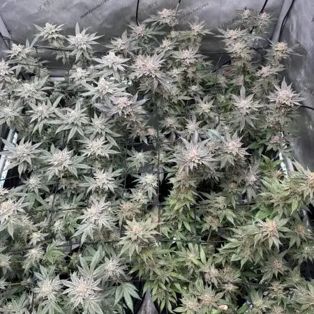 SolFire or no Fire