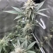 Exotic Sol
