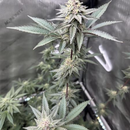 Exotic Sol