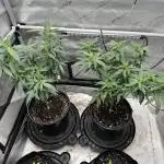 Ebb and Flow- Frozen J’s