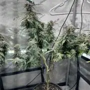 Ebb and Flow- Frozen J’s