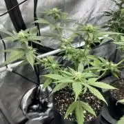 Lemon Mandarin- 42 fast buds