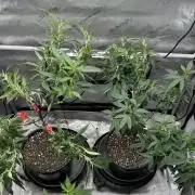 Ebb and Flow- Frozen J’s