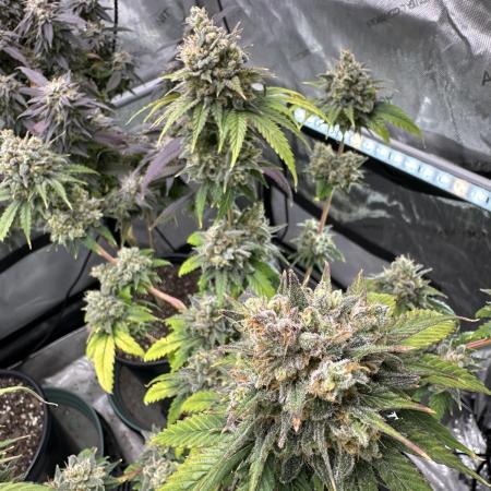 Lemon Mandarin- 42 fast buds