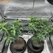 Ebb and Flow- Frozen J’s