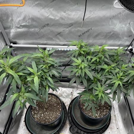 Ebb and Flow- Frozen J’s