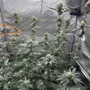 Exotic Sol