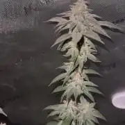 Exotic Sol