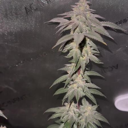Exotic Sol
