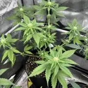 Lemon Mandarin- 42 fast buds