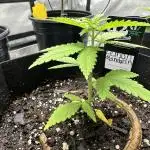 Lemon Mandarin- 42 fast buds