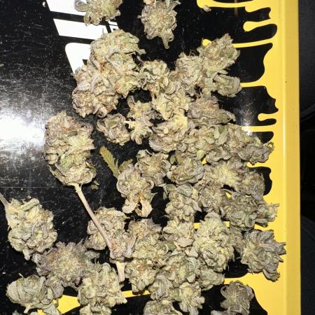 Tricho Jordan #5 S1