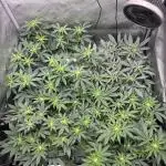 SolFire or no Fire