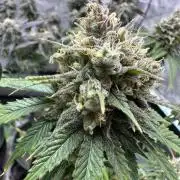 Lemon Mandarin- 42 fast buds