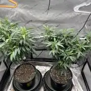 Ebb and Flow- Frozen J’s