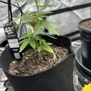 Lemon Mandarin- 42 fast buds