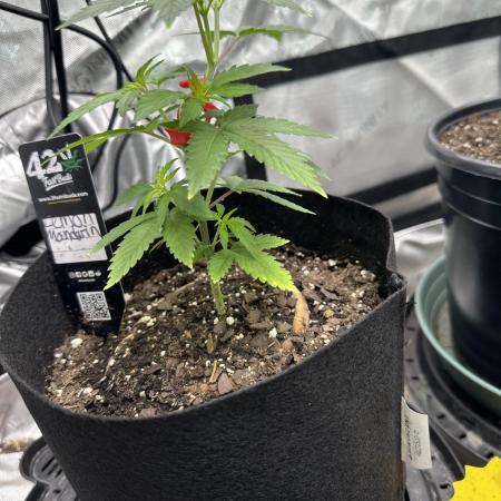 Lemon Mandarin- 42 fast buds