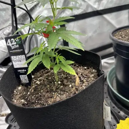 Lemon Mandarin- 42 fast buds